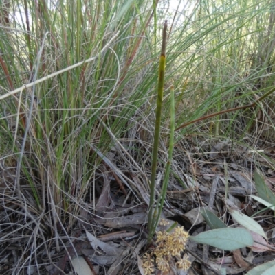Lomandra multiflora (Many-flowered Matrush) at Bicentennial Park - 6 Nov 2022 by Paul4K