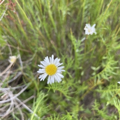 Calotis anthemoides (Chamomile Burr-daisy) at Collector, NSW - 6 Nov 2022 by JaneR