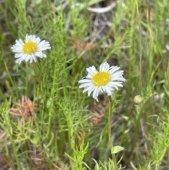 Calotis anthemoides at Collector, NSW - 6 Nov 2022