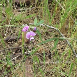 Glycine clandestina at Weetangera, ACT - 5 Nov 2022 03:20 PM