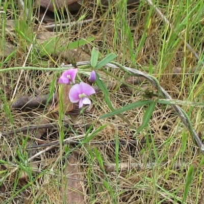 Glycine clandestina (Twining Glycine) at Weetangera, ACT - 5 Nov 2022 by sangio7