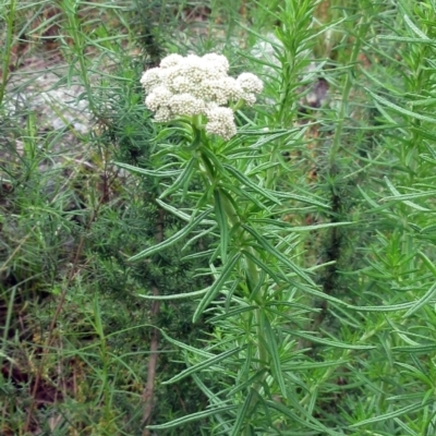 Cassinia aculeata subsp. aculeata (Dolly Bush, Common Cassinia, Dogwood) at Weetangera, ACT - 5 Nov 2022 by sangio7