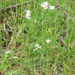 Asperula conferta (Common Woodruff) at Weetangera, ACT - 5 Nov 2022 by sangio7