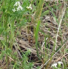 Asperula conferta at Weetangera, ACT - 5 Nov 2022 03:22 PM