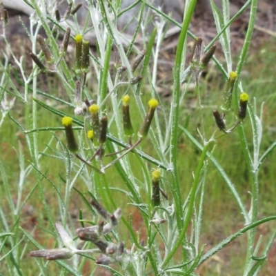 Senecio quadridentatus (Cotton Fireweed) at Weetangera, ACT - 5 Nov 2022 by sangio7