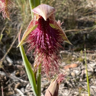 Calochilus platychilus (Purple Beard Orchid) at Burra, NSW - 6 Nov 2022 by Safarigirl