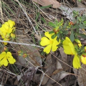 Hibbertia obtusifolia at Weetangera, ACT - 5 Nov 2022 02:44 PM