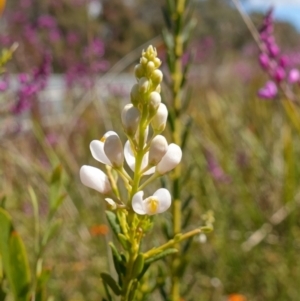 Comesperma ericinum at Mount Fairy, NSW - suppressed