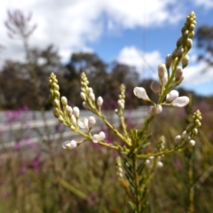 Comesperma ericinum at Mount Fairy, NSW - suppressed