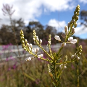 Comesperma ericinum at Mount Fairy, NSW - suppressed