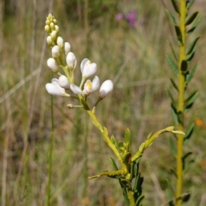 Comesperma ericinum at Mount Fairy, NSW - suppressed