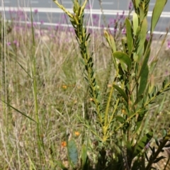 Comesperma ericinum at Mount Fairy, NSW - suppressed