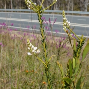 Comesperma ericinum at Mount Fairy, NSW - 2 Nov 2022