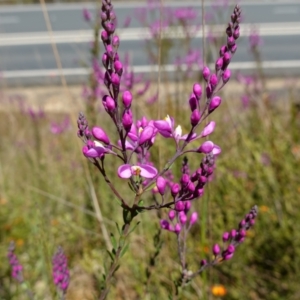 Comesperma ericinum at Mount Fairy, NSW - 2 Nov 2022