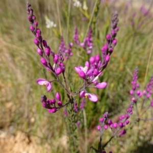 Comesperma ericinum at Mount Fairy, NSW - 2 Nov 2022