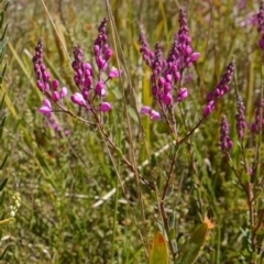 Comesperma ericinum at Mount Fairy, NSW - 2 Nov 2022