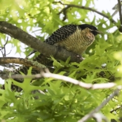 Eudynamys orientalis (Pacific Koel) at Higgins, ACT - 6 Nov 2022 by AlisonMilton