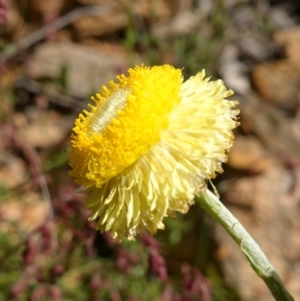 Coronidium scorpioides at Mount Fairy, NSW - suppressed