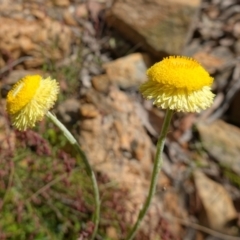 Coronidium scorpioides at Mount Fairy, NSW - 2 Nov 2022