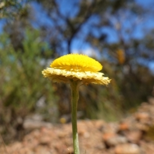 Coronidium scorpioides at Mount Fairy, NSW - suppressed