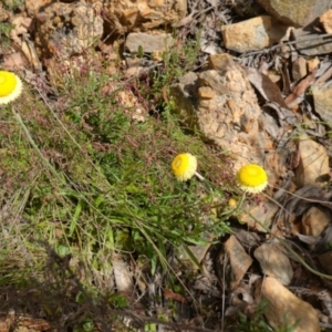 Coronidium scorpioides at Mount Fairy, NSW - suppressed