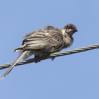 Anthochaera carunculata (Red Wattlebird) at Higgins, ACT - 5 Nov 2022 by AlisonMilton