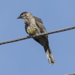 Anthochaera carunculata at Higgins, ACT - 6 Nov 2022 08:56 AM