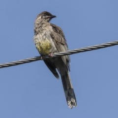 Anthochaera carunculata at Higgins, ACT - 6 Nov 2022 08:56 AM