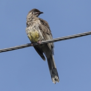 Anthochaera carunculata at Higgins, ACT - 6 Nov 2022