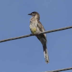 Anthochaera carunculata at Higgins, ACT - 6 Nov 2022 08:56 AM