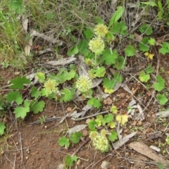 Hydrocotyle laxiflora at Hawker, ACT - 5 Nov 2022 04:19 PM