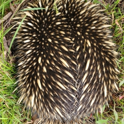 Tachyglossus aculeatus (Short-beaked Echidna) at Hawker, ACT - 6 Nov 2022 by Jwiles