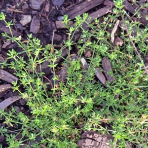 Galium murale at Watson, ACT - 4 Nov 2022