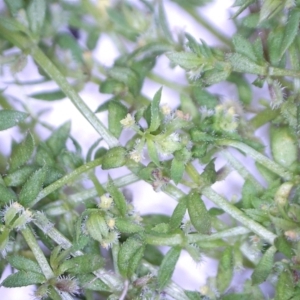 Galium murale at Watson, ACT - 4 Nov 2022