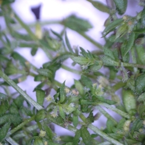 Galium murale at Watson, ACT - 4 Nov 2022