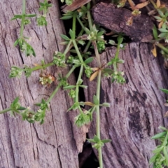 Galium murale at Watson, ACT - 4 Nov 2022