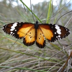 Danaus petilia (Lesser wanderer) at Mount Fairy, NSW - 2 Nov 2022 by RobG1