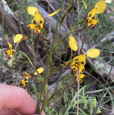 Diuris sp. (A Donkey Orchid) at Molonglo Valley, ACT - 29 Oct 2022 by Ned_Johnston