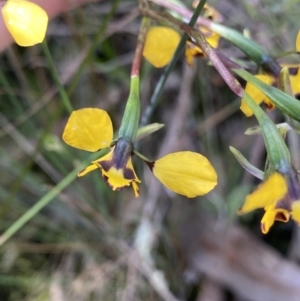 Diuris sp. at Molonglo Valley, ACT - 29 Oct 2022