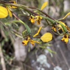 Diuris sp. at Molonglo Valley, ACT - 29 Oct 2022