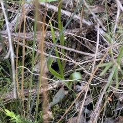 Diuris sp. at Molonglo Valley, ACT - 29 Oct 2022