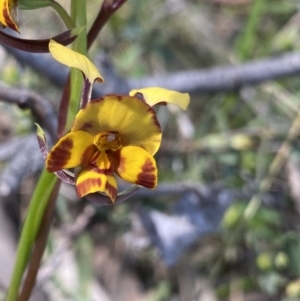 Diuris semilunulata at Molonglo Valley, ACT - 29 Oct 2022