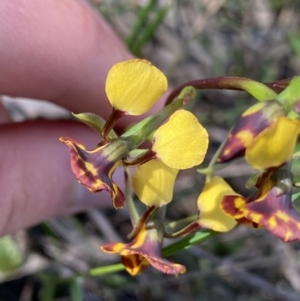 Diuris semilunulata at Molonglo Valley, ACT - 29 Oct 2022