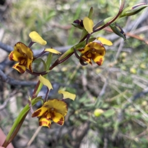 Diuris semilunulata at Molonglo Valley, ACT - 29 Oct 2022