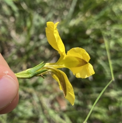 Goodenia pinnatifida (Scrambled Eggs) at Dickson Wetland Corridor - 4 Nov 2022 by NedJohnston