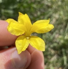 Goodenia pinnatifida at Dickson, ACT - 4 Nov 2022