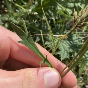 Goodenia pinnatifida at Dickson, ACT - 4 Nov 2022