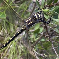 Notoaeschna sagittata (Southern Riffle Darner) at Molonglo Valley, ACT - 29 Oct 2022 by NedJohnston