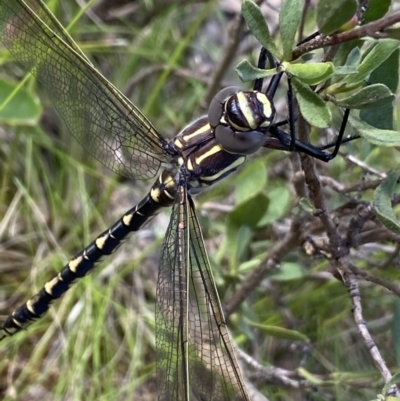 Notoaeschna sagittata (Southern Riffle Darner) at Molonglo Valley, ACT - 29 Oct 2022 by NedJohnston