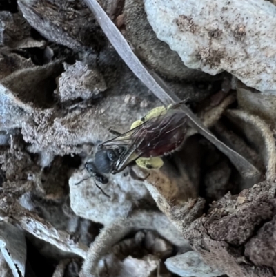 Lasioglossum (Parasphecodes) sp. (genus & subgenus) (Halictid bee) at Murrumbateman, NSW - 5 Nov 2022 by SimoneC